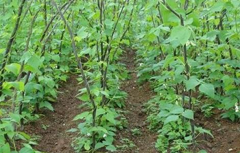 芸豆的病虫害防治方法（芸豆病虫害防治技术）