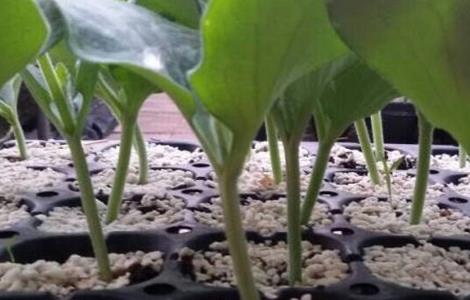 嫁接黄瓜苗技术（嫁接黄瓜苗的管理技术）