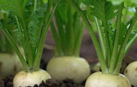 蔓菁怎么种 蔓菁怎么种植