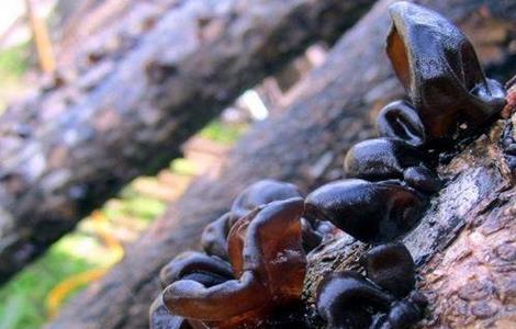 木耳生长对环境条件的要求（木耳种植环境要求）