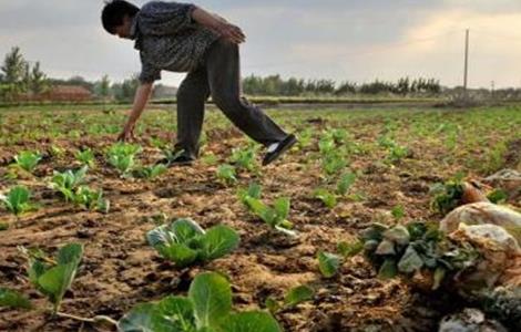 卷心菜育苗管理技术 卷心菜育苗方法