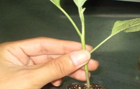 茄子的嫁接技术 茄子的嫁接技术视频