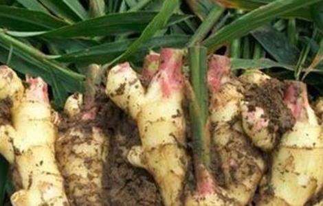 生姜高产施肥要点（生姜高产施肥要点和措施）