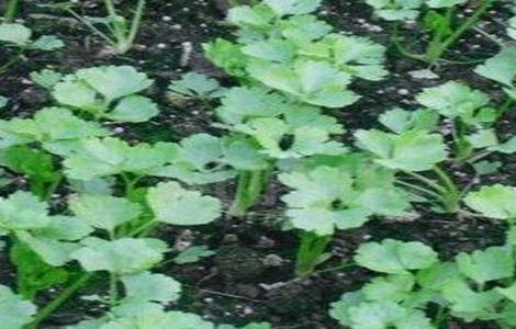 芹菜该怎么育苗 芹菜该怎么育苗视频