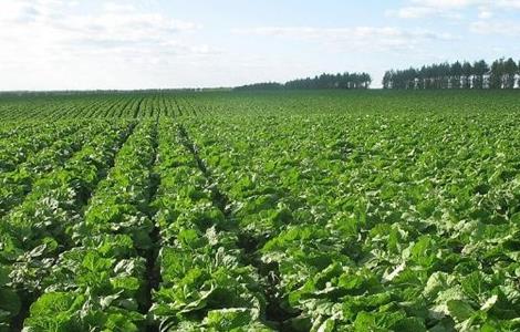 有机大白菜种植技术（大白菜的种植技术）