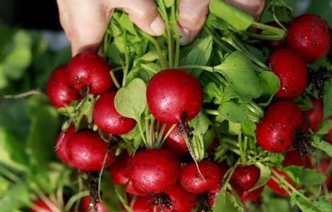 樱桃萝卜的种植方法 樱桃萝卜的种植方法和时间视频