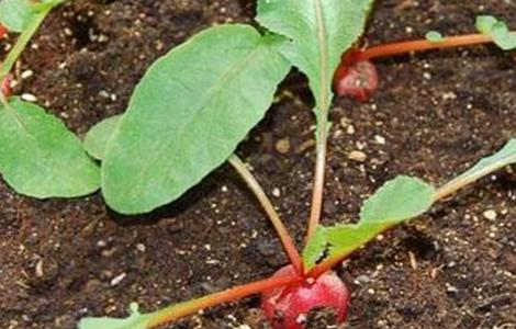 樱桃萝卜生长对环境条件的要求（樱桃萝卜生长适宜温度）