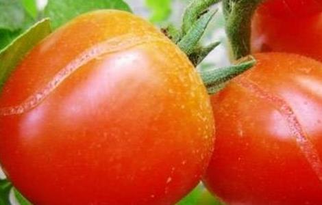 番茄裂果怎么办 番茄果裂了是怎么回事