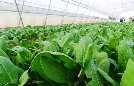 2019种植蔬菜要考虑的因素 现阶段适合种植蔬菜