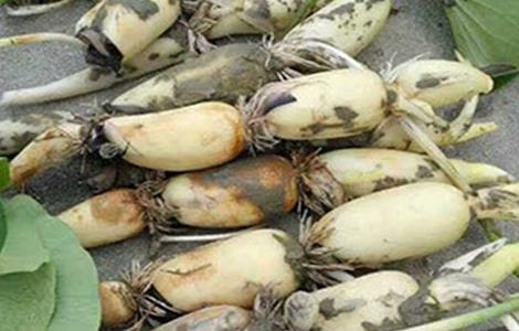 几种藕的繁殖方法（几种藕的繁殖方法视频）