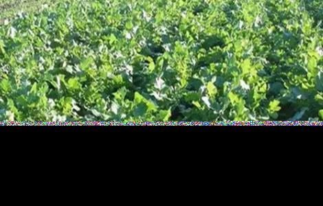 甜菜种植的注意事项 甜菜种植的注意事项有哪些