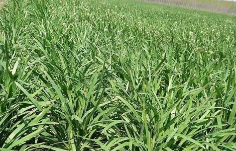 韭菜对环境条件的要求（韭菜对环境条件的要求是什么）