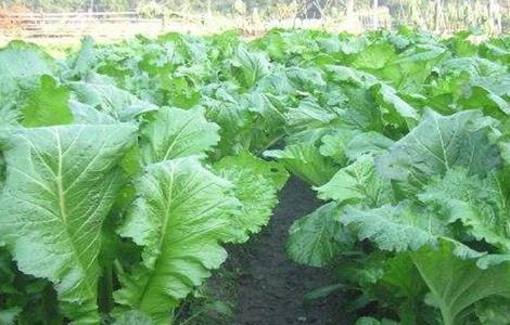 芥菜育苗注意事项（芥菜育苗注意事项和禁忌）