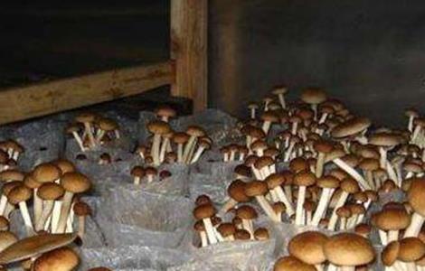 茶树菇的种植条件 茶树菇生长条件