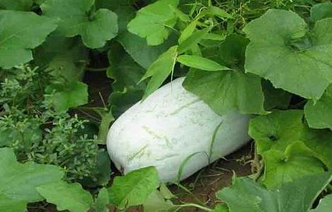 冬瓜的施肥方法（冬瓜的施肥方法和技术）