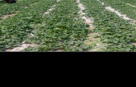 甜瓜不结瓜的原因（甜瓜不结瓜的原因是什么）