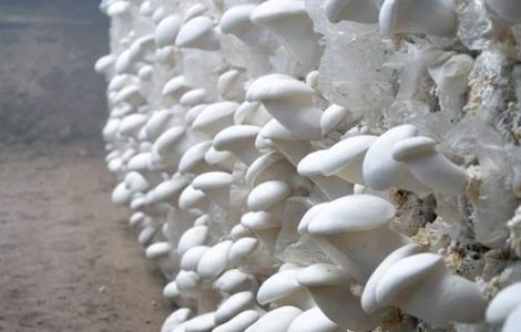 食用菌采收技术要点（食用菌采收方法）