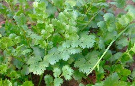 香菜反季节栽培技术（香菜反季节种植技术）