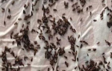 莴笋种子催芽方法 莴笋种子催芽方法可以放冷水发芽吗