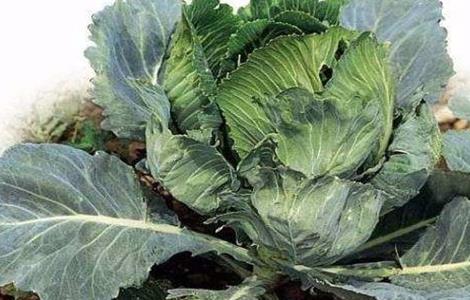 预防西兰花早期抽薹的措施（预防西兰花早期抽薹的措施是什么）