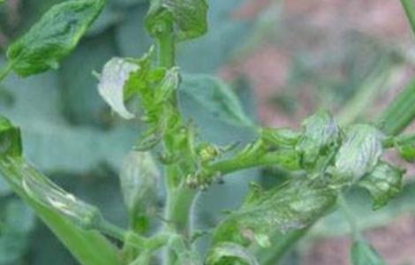 番茄卷叶的原因及防治方法 番茄卷叶的原因及防治方法是什么