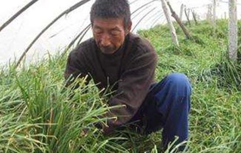 韭菜倒伏的原因及防治方法 韭菜倒伏了能把韭菜割掉吗