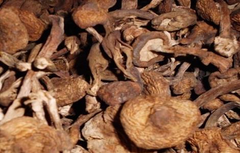 榛蘑的栽培技术（榛蘑栽培技术视频）