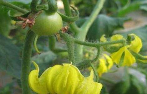 番茄坐果率低的原因及解决方法 番茄坐果率低的原因及解决方法图片