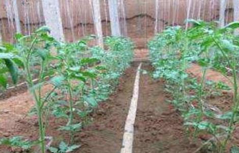 番茄徒长怎么办 防止番茄徒长常用什么进行处理