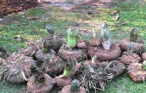 魔芋生长对环境条件的要求 魔芋生长对环境条件的要求有哪些