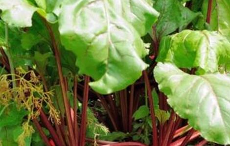 甜菜如何科学施肥（甜菜的施肥方案）