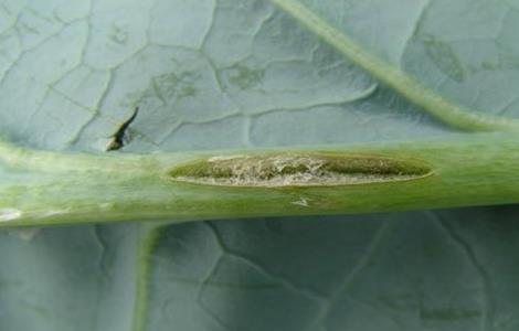 花椰菜缺硼症状及防治措施 花椰菜缺硼有哪些症状