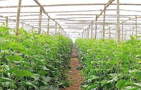 大棚蔬菜发生药害该怎么办 大棚蔬菜药害怎么缓解