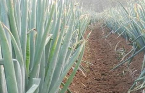 大葱干尖的原因及防治措施 大葱干尖是什么病害