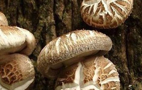 花菇的形成条件 花菇的形成条件和特点