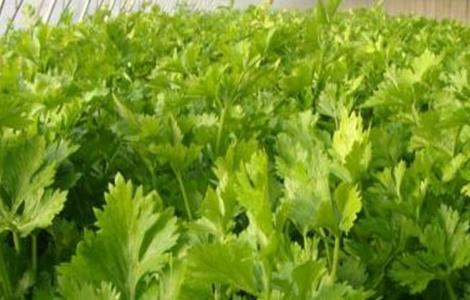 芹菜苗种管理要点（芹菜苗种管理要点有哪些）