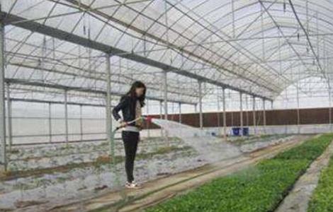大棚蔬菜如何浇水 大棚蔬菜如何浇水视频