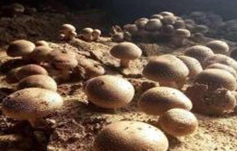 草菇的病虫害防治技术 草菇病虫害用什么药