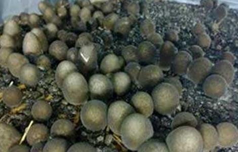 草菇生长异常的原因及预防措施（草菇生长过程中温差超过5度菇蕾就容易死亡）