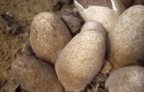 草菇死菇的原因（平菇死菇原因）