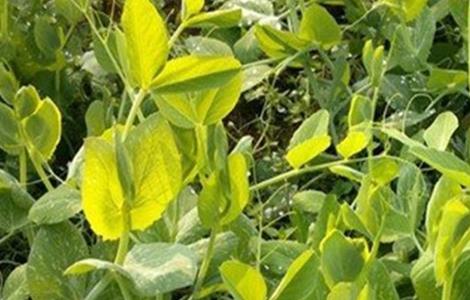 反季节蔬菜的施肥技术 反季节蔬菜的施肥技术视频