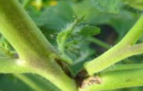 黄瓜茎杆开裂原因及防治方法 黄瓜茎杆开裂原因及防治方法图解