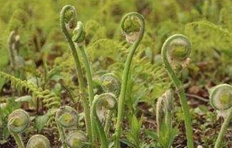 薇菜如何种植（薇菜种植技术）