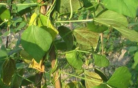豆角叶片发黄的原因及防治方法 豆角叶片发黄的原因及防治方法图片