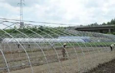 豆角的施肥技术 豆角的施肥技术视频