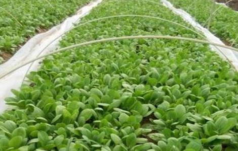 西兰花育苗技术 西兰花育苗技术与时间