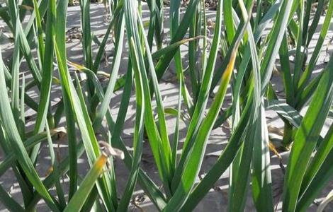 蒜苗主要病害的防治技术(蒜苗的病虫害防治技术)