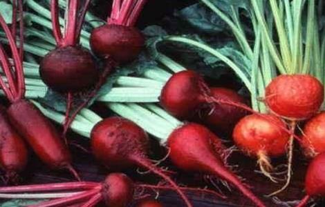 甜菜低产的原因(甜菜的产量现状)