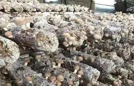 香菇菌棒转色失败怎么办（香菇菌棒转色失败怎么办呢）