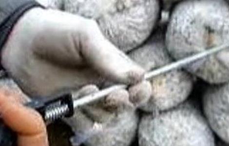 香菇快速催蕾技术(香菇催蕾常用方法)